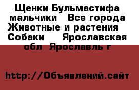 Щенки Бульмастифа мальчики - Все города Животные и растения » Собаки   . Ярославская обл.,Ярославль г.